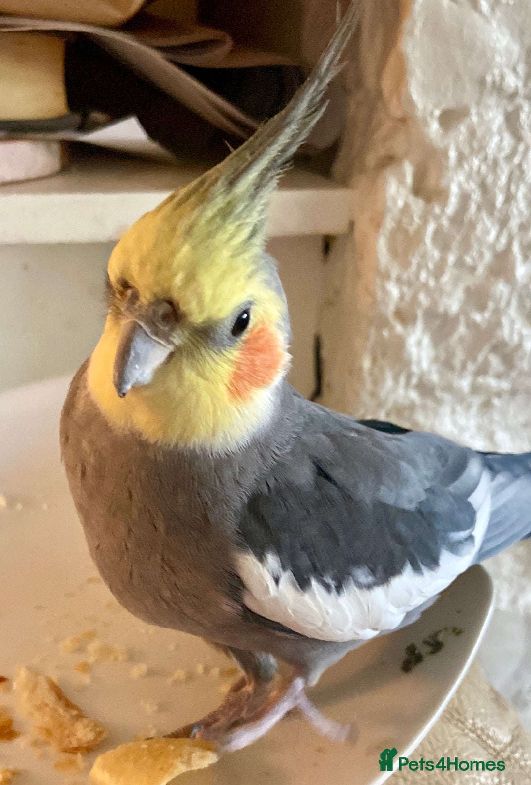 Cockatiels birds for sale: Pair of bonded male cockatiels hand reared tame - Image 3