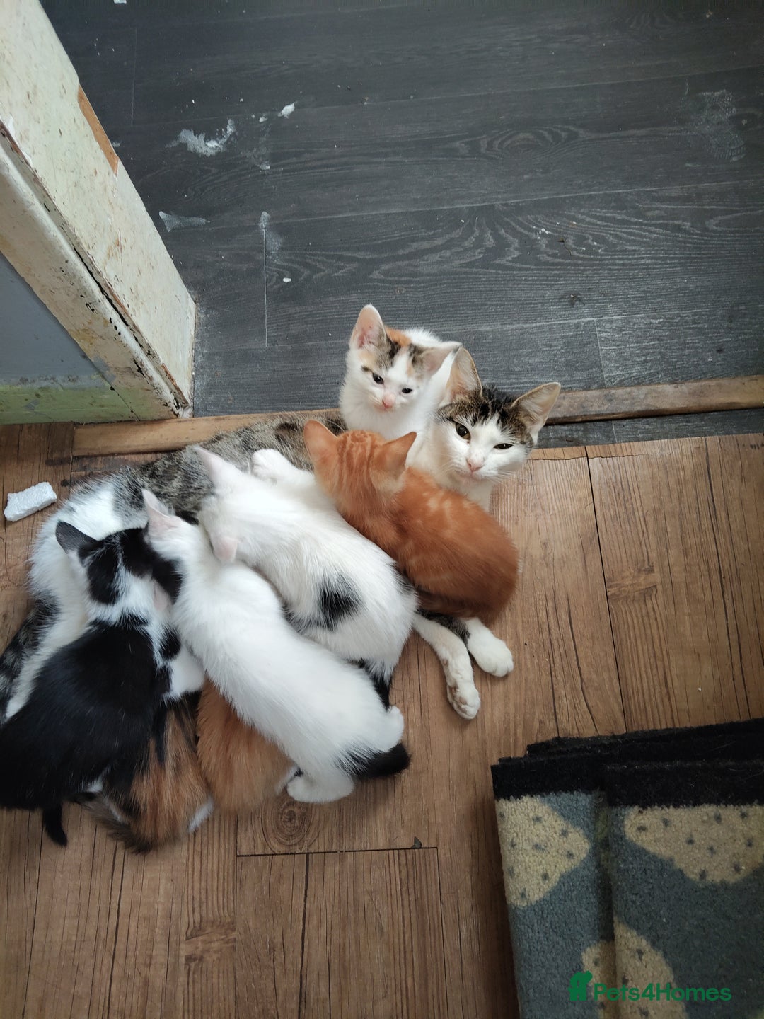 Mixed Breed cats for sale: Kitten for sale(20£) - Image 10