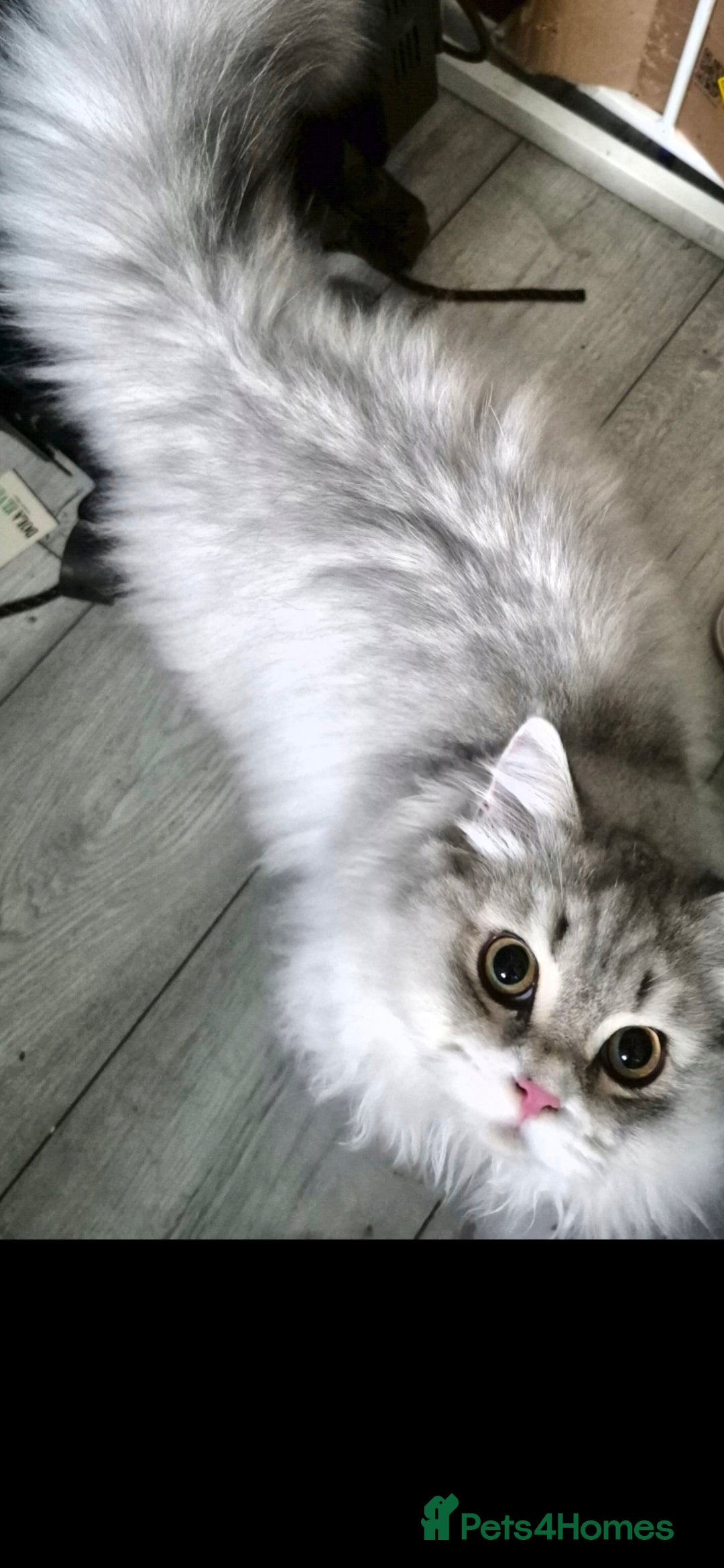 British Longhair cats British longhair male Neutered - Advert 4