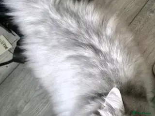 British Longhair cats British longhair male Neutered - Advert 4