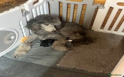 Standard Poodle dogs for sale: BEAUTIFUL STUNNING STANDARD POODLE PUPPIES - Image 6