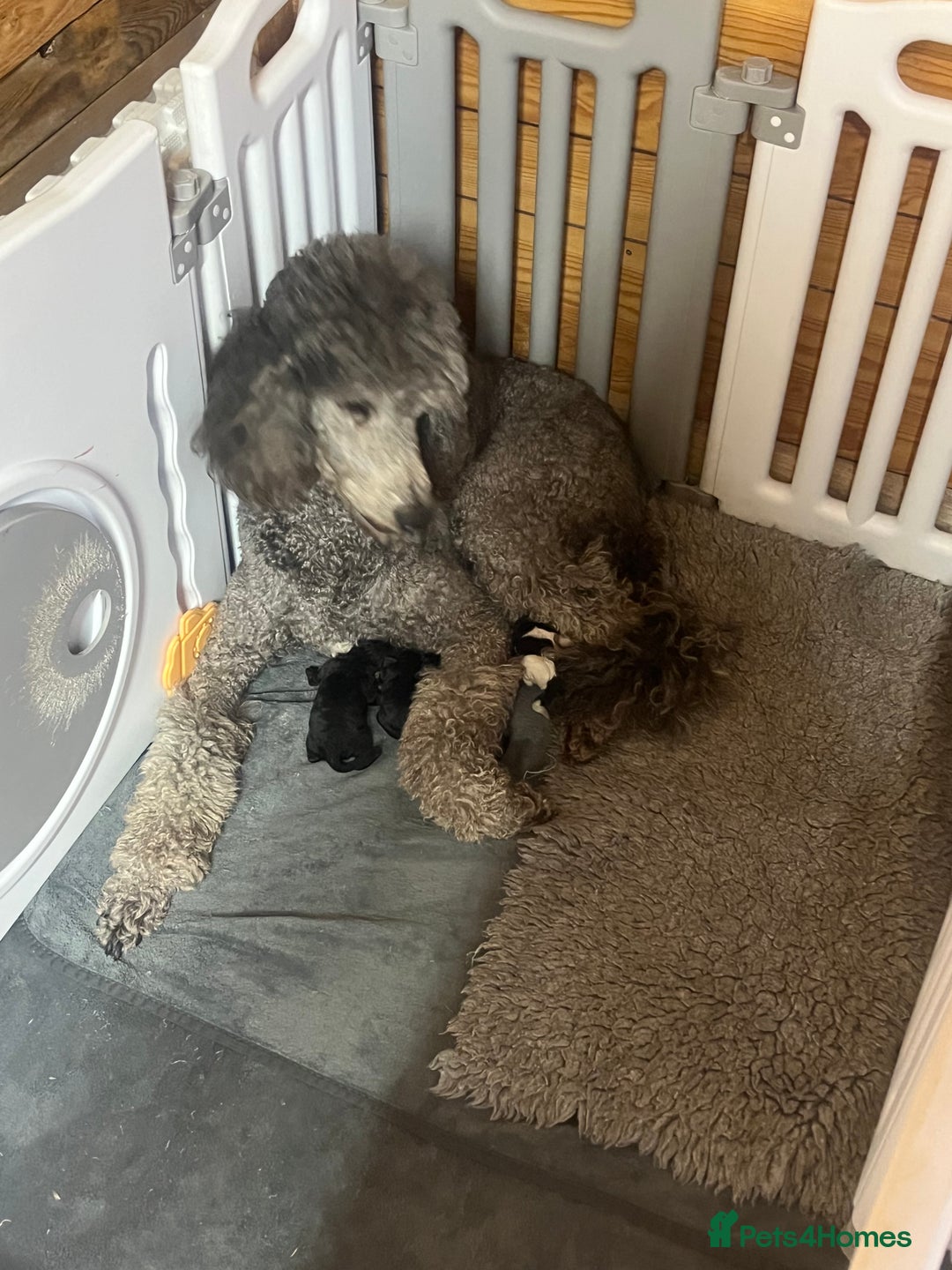 Standard Poodle dogs for sale: BEAUTIFUL STUNNING STANDARD POODLE PUPPIES - Image 6