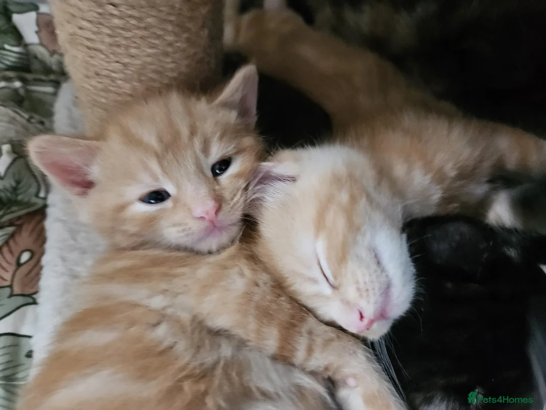 Domestic Shorthair cats for sale: Kittens for sale  in Wirral - Advert 5
