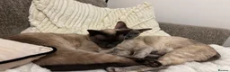 Siamese cats for sale: 2 Siamese older cats in Sheffield - Advert 3