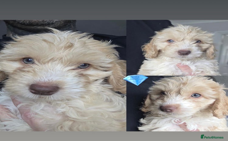 Cockapoo dogs - Advert 4