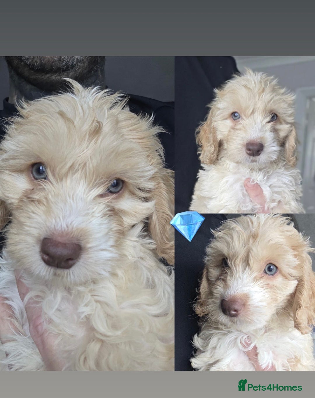 Cockapoo dogs for sale: Beautiful cockapoo’s  - Image 1