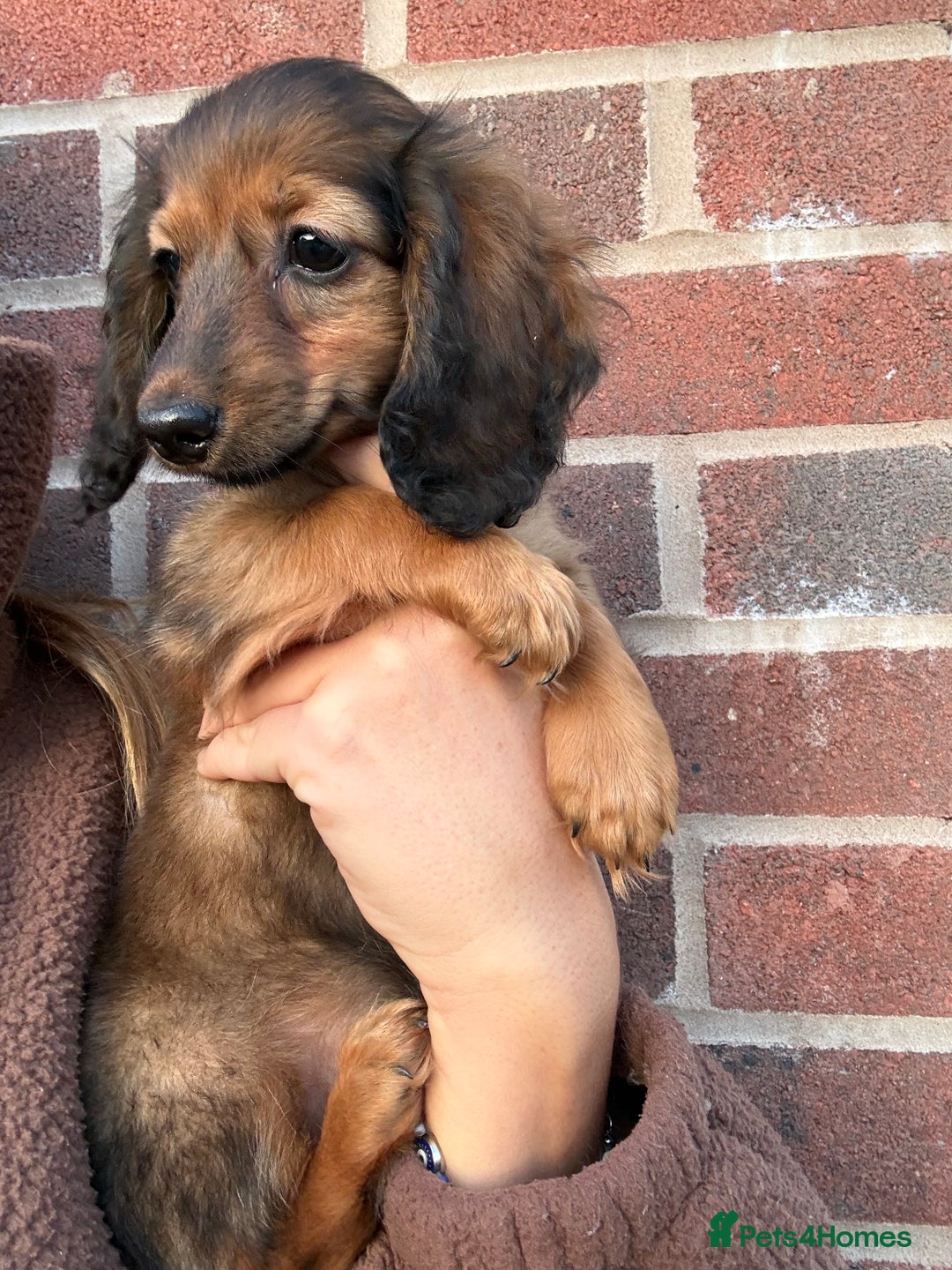 Miniature Dachshund dogs for sale: ⭐️KC Russian champ PRA clear long haired minis⭐️ - Advert 7