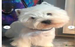 West Highland Terrier dogs for sale: Ready to leave now fully vaccinated 💕 - Image 10