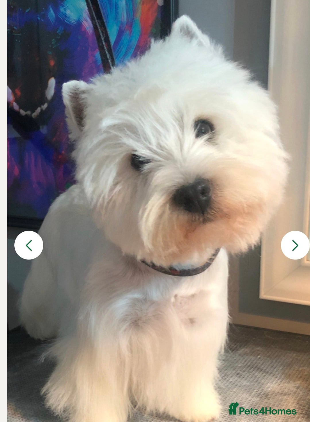 West Highland Terrier dogs for sale: Ready to leave now fully vaccinated 💕 - Image 10