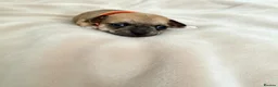 Chihuahua dogs for sale: Beautiful Chihuahua Pups - Advert 8