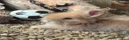 Angora rabbits for sale: Beautiful Fawn & white angora babies  - Advert 6