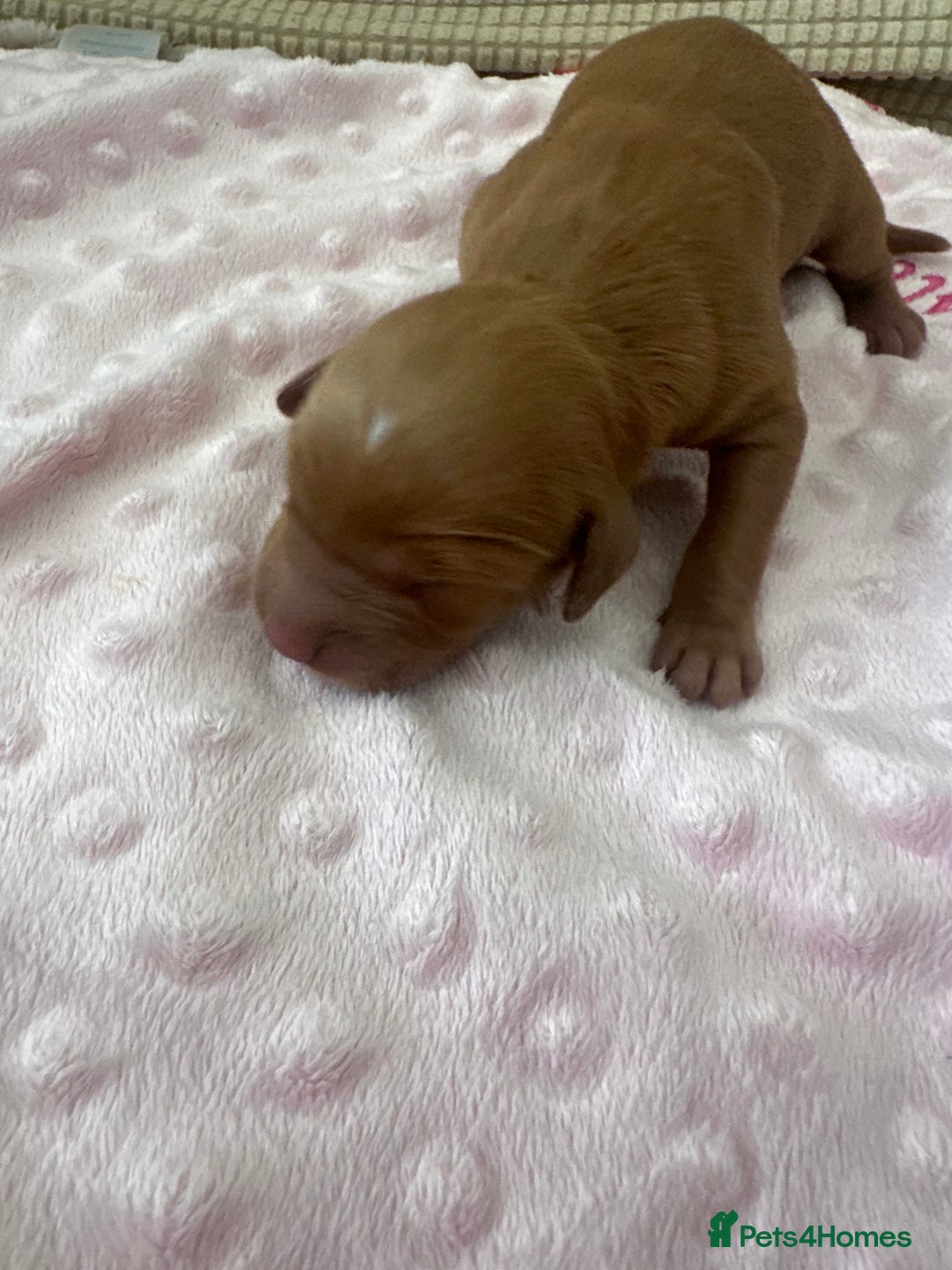 Cockapoo dogs for sale: Adorable F1B puppies born weekly pictures progress - Image 29