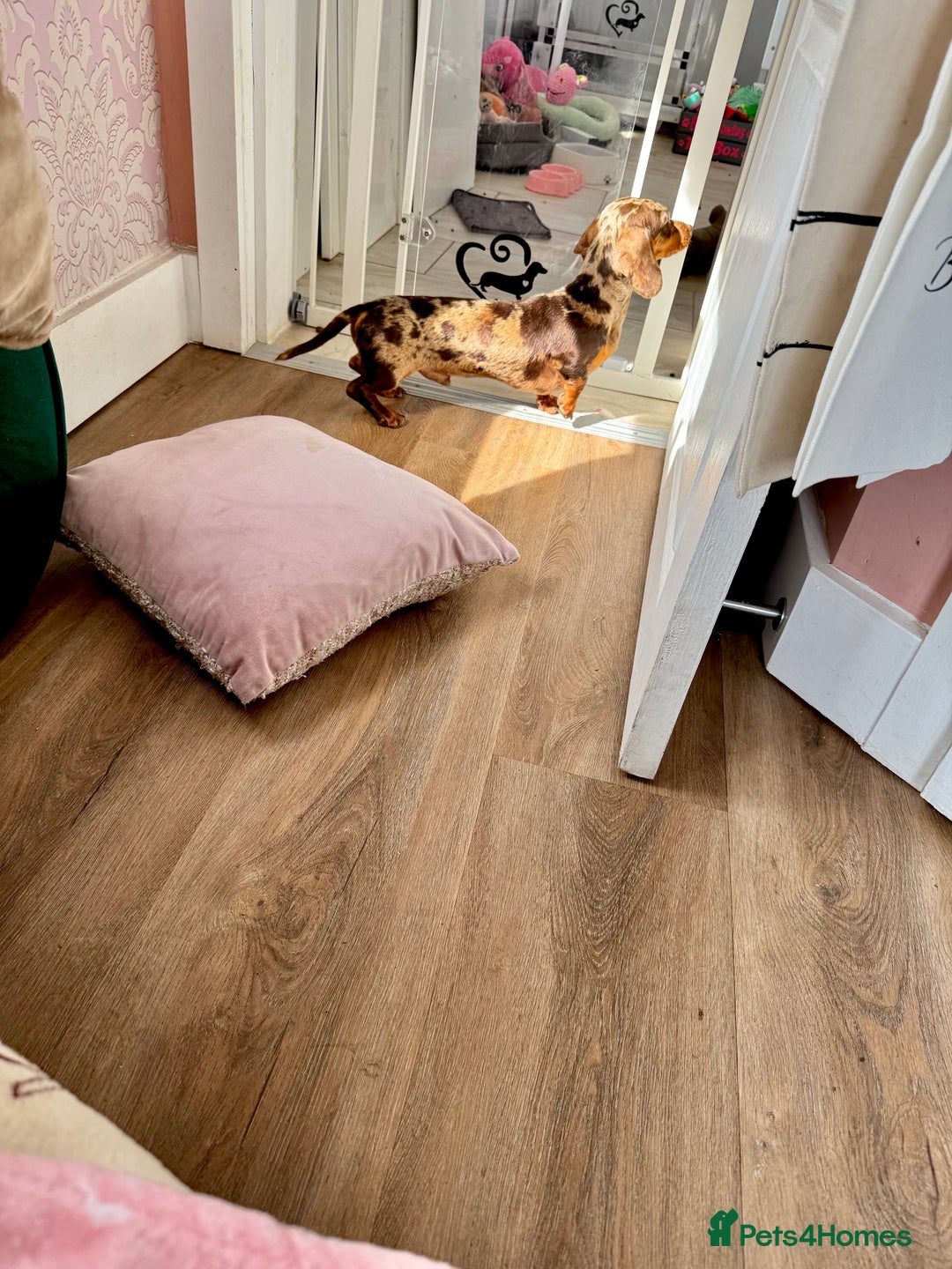 Miniature Dachshund dogs for stud: Very small mini Kc reg Health tested proven boy  in Accrington - Advert 8