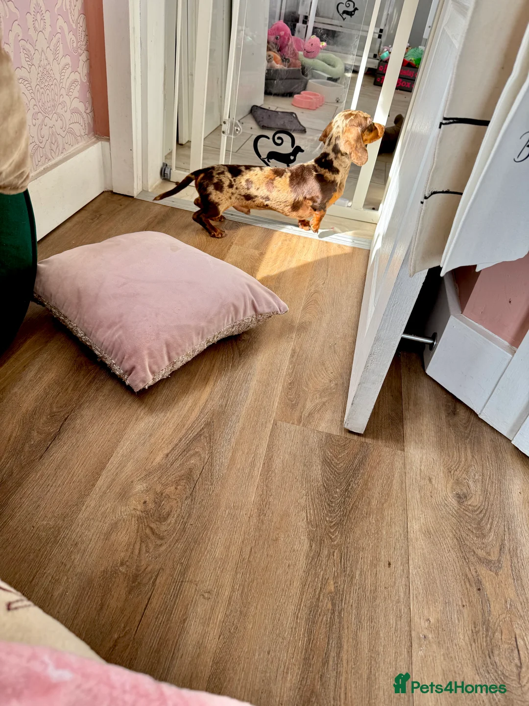 Miniature Dachshund dogs for stud: 🩵🧡 Very small mini Kc full Health tested 🩵🧡 in Accrington - Advert 9