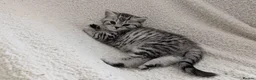British Shorthair cats for sale: GCCF registered British Shorthair silver Tabby - Advert 10