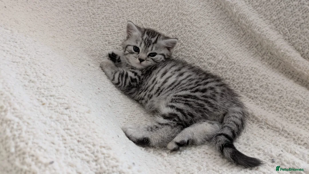 British Shorthair cats for sale: GCCF registered British Shorthair silver Tabby - Advert 10