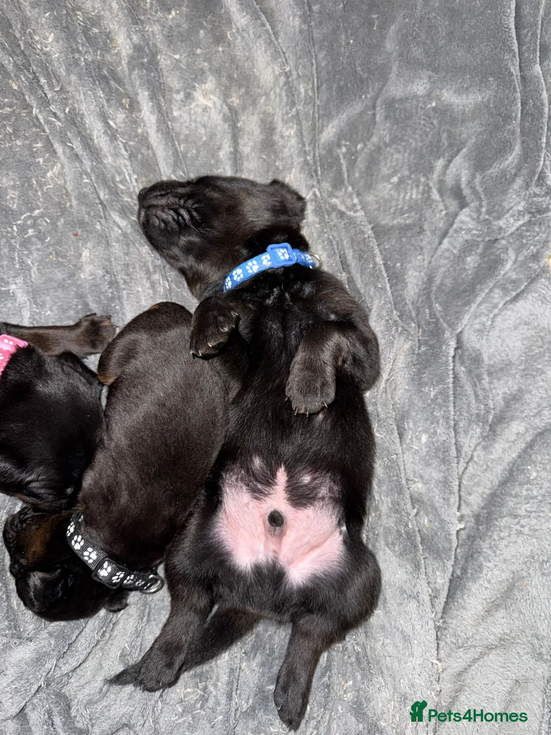 Mixed Breed dogs for sale: Beautiful chunky puppies - Advert 1