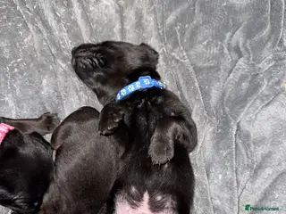 Mixed Breed dogs Beautiful chunky puppies *2 boys left * - Advert 11