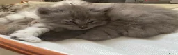Siberian cats for sale: Siberian x Siberian Neva Masquerade Kittens - Advert 13