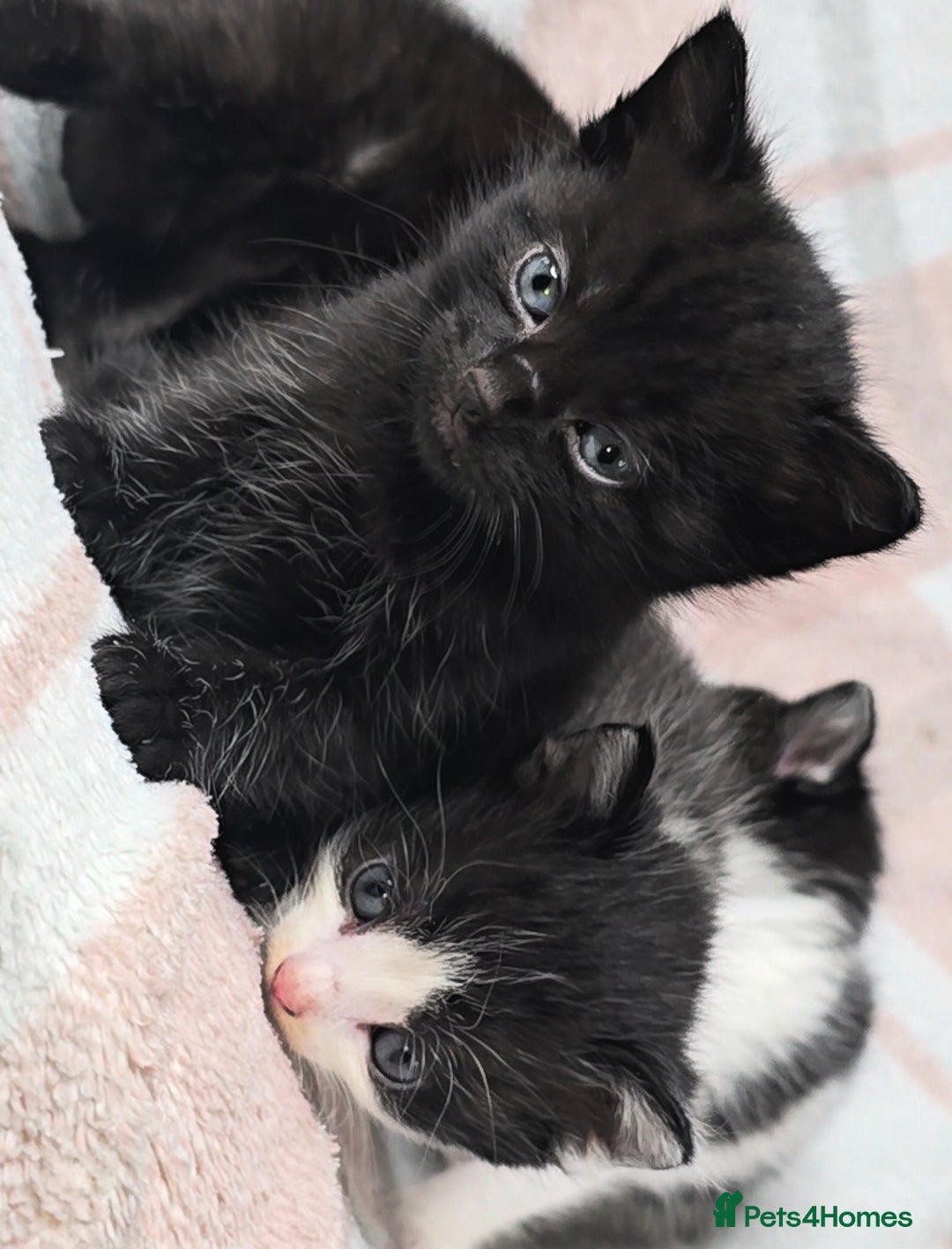 Maine Coon cats for sale: 💫Maine Coon Mix Family Raised Kittens💫 5*Reviews - Image 14