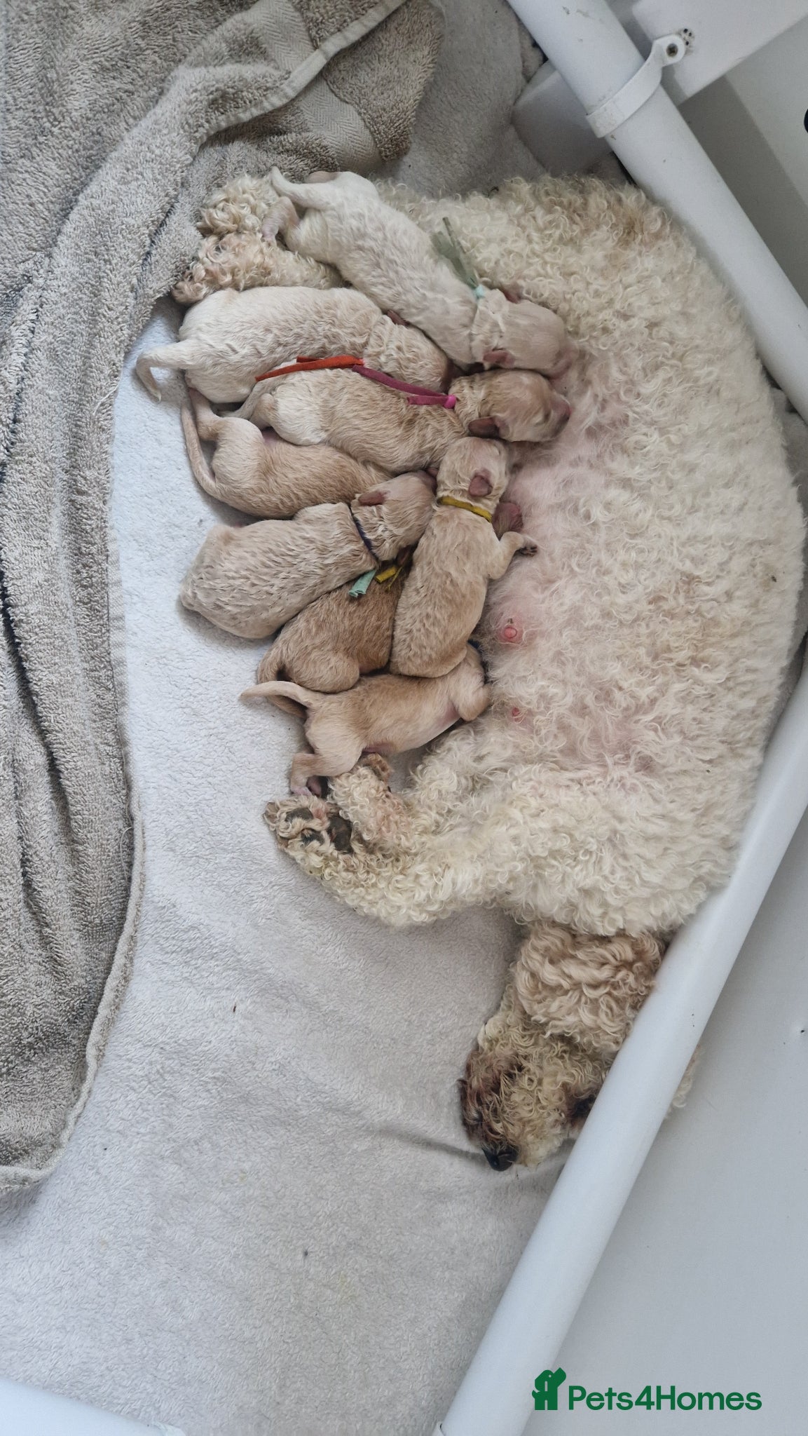 Cavapoo dogs Beautiful F2b Cavapoo pups - Advert 1