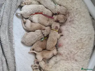 Cavapoo dogs Beautiful F2b Cavapoo pups - Advert 1