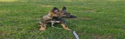 Mixed Breed dogs for sale: Female Shollie puppy (Collie x German Shepherd) in Narberth - Advert 1