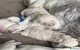 Poochon dogs for sale: Beautiful Poochon Puppies – Ready for Viewing - Image 19