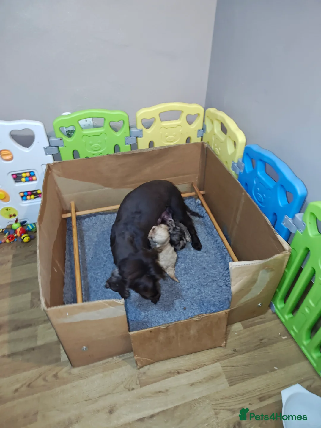 Cockapoo dogs for sale: Cockapoo - Advert 8