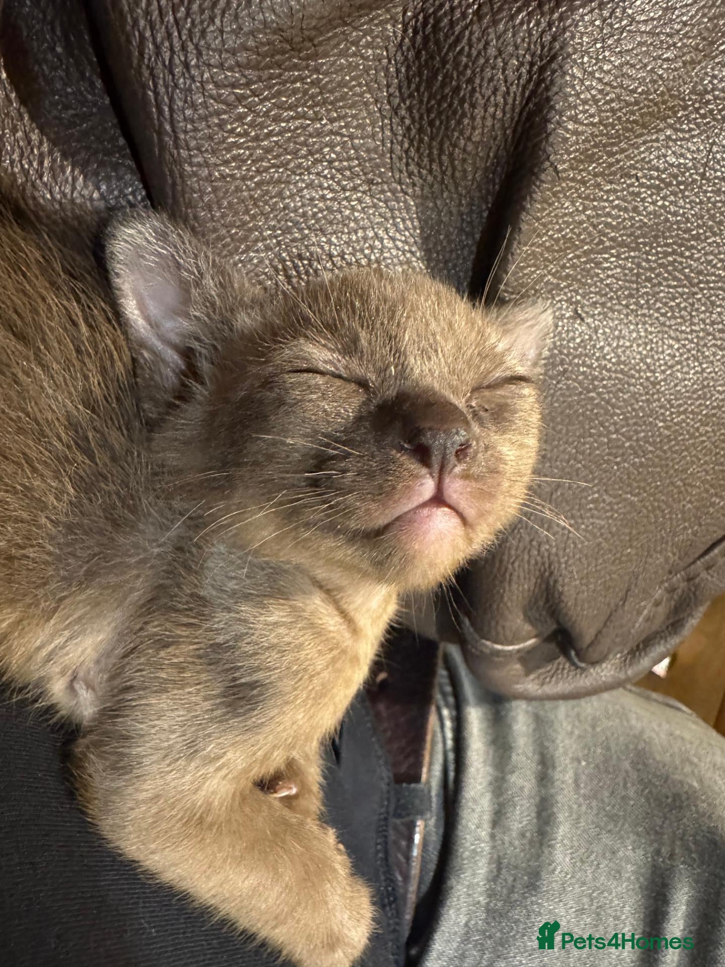 Burmese cats Well socialised GCCF-reg'd pedigree Burmese kits - Advert 1
