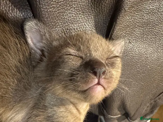 Burmese cats for sale: Well socialised GCCF-reg'd pedigree Burmese kits - Advert 1