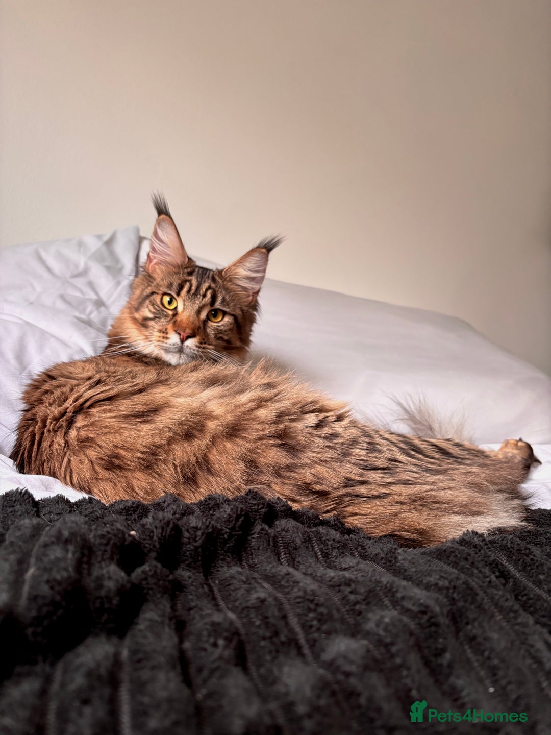 Maine Coon cats for sale: Loving Brown Tabby Maine Coon Girl 🧡 - Image 4