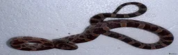 Corn Snake reptiles for sale: Baby Corn Snakes 🐍  - Advert 19