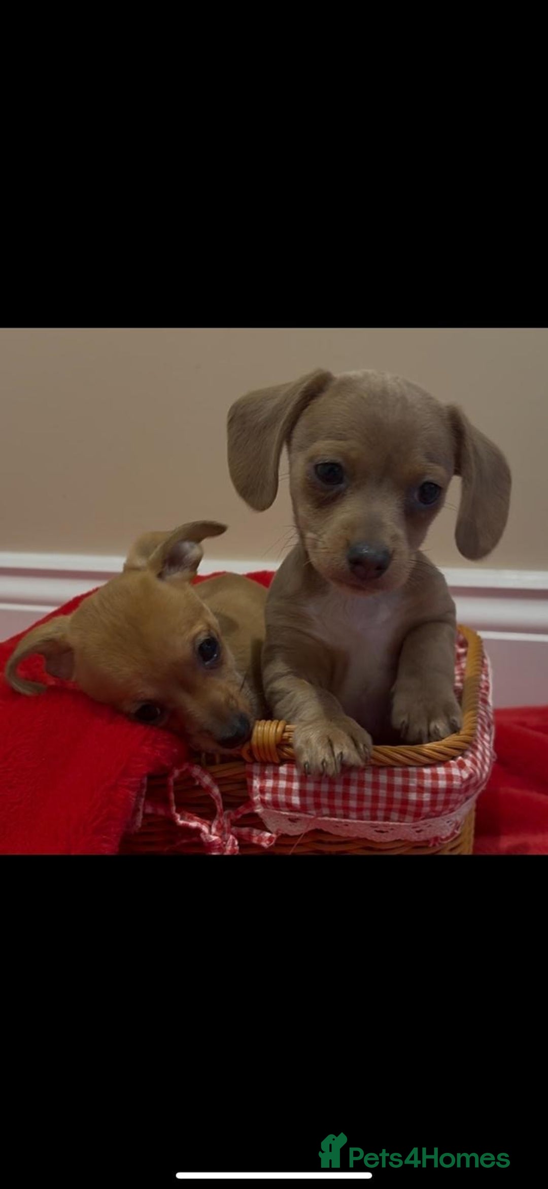 Chiweenie dogs for sale: Beautiful chiweenie puppies  - Advert 1