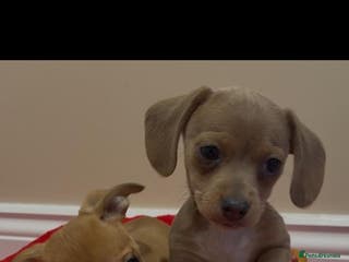 Chiweenie dogs Beautiful chiweenie puppies - Advert 3