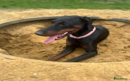 Dobermann dogs for sale: Azaiah  - Image 1