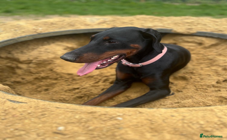 Dobermann dogs - Advert 1