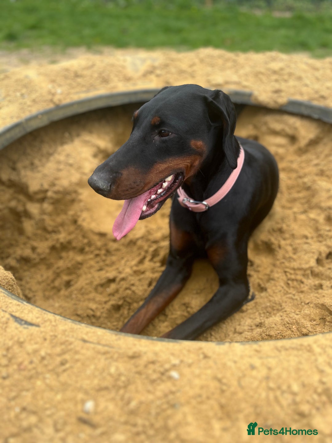 Dobermann dogs for sale: Azaiah  - Image 1