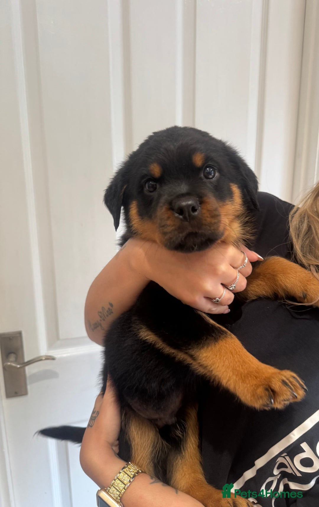 Rottweiler dogs for sale: Rottweiler chunky Puppies *READY TO LEAVE* - Image 6