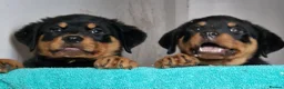 Rottweiler dogs for sale: Chunky Rottweiler pups - Advert 2