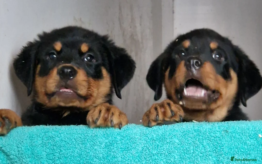 Rottweiler dogs for sale: Chunky Rottweiler pups - Advert 2