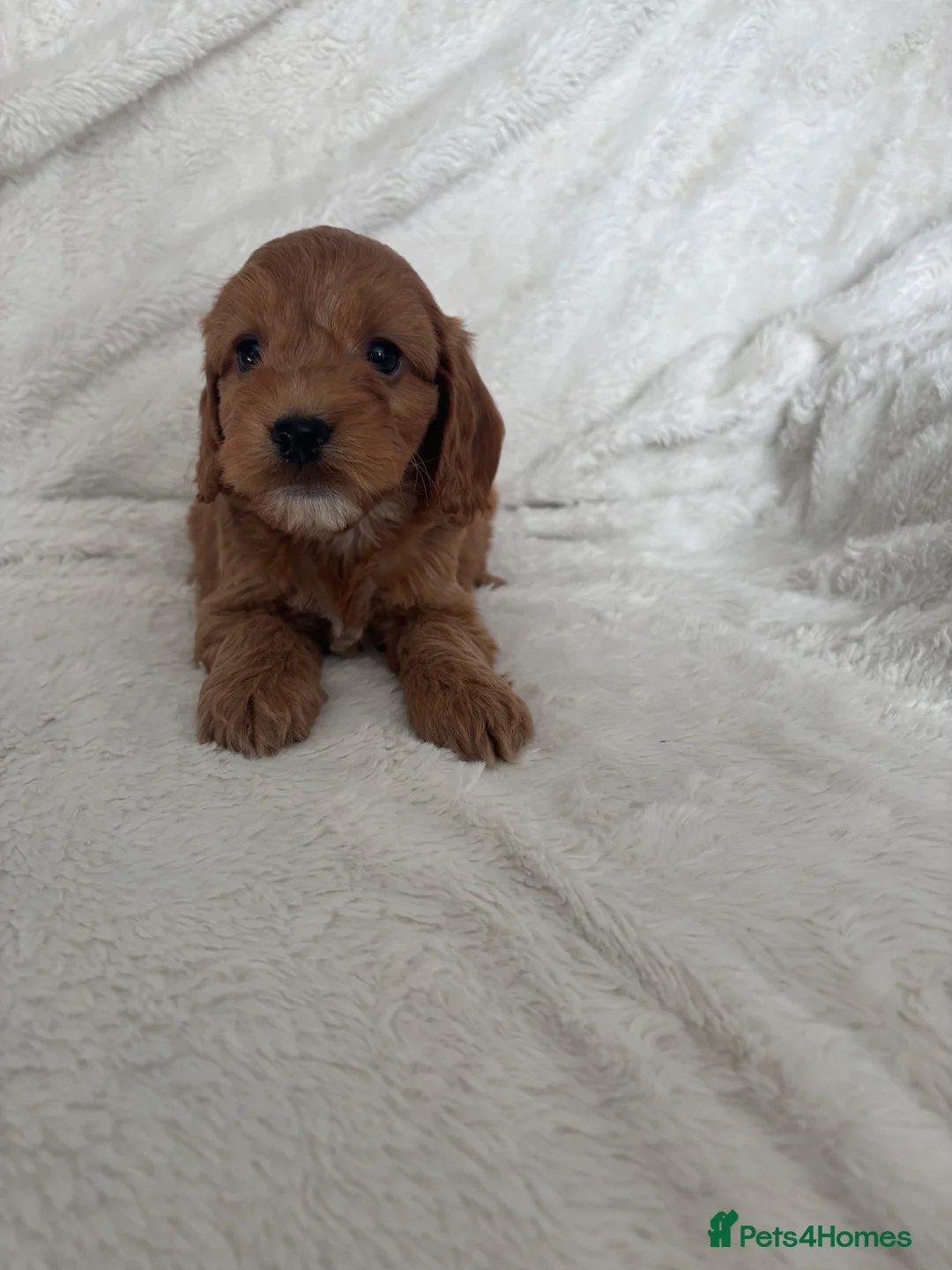 Cockapoo dogs for sale: 🐶🐶 Cockerpoo Puppies 🐶🐶 - Advert 2