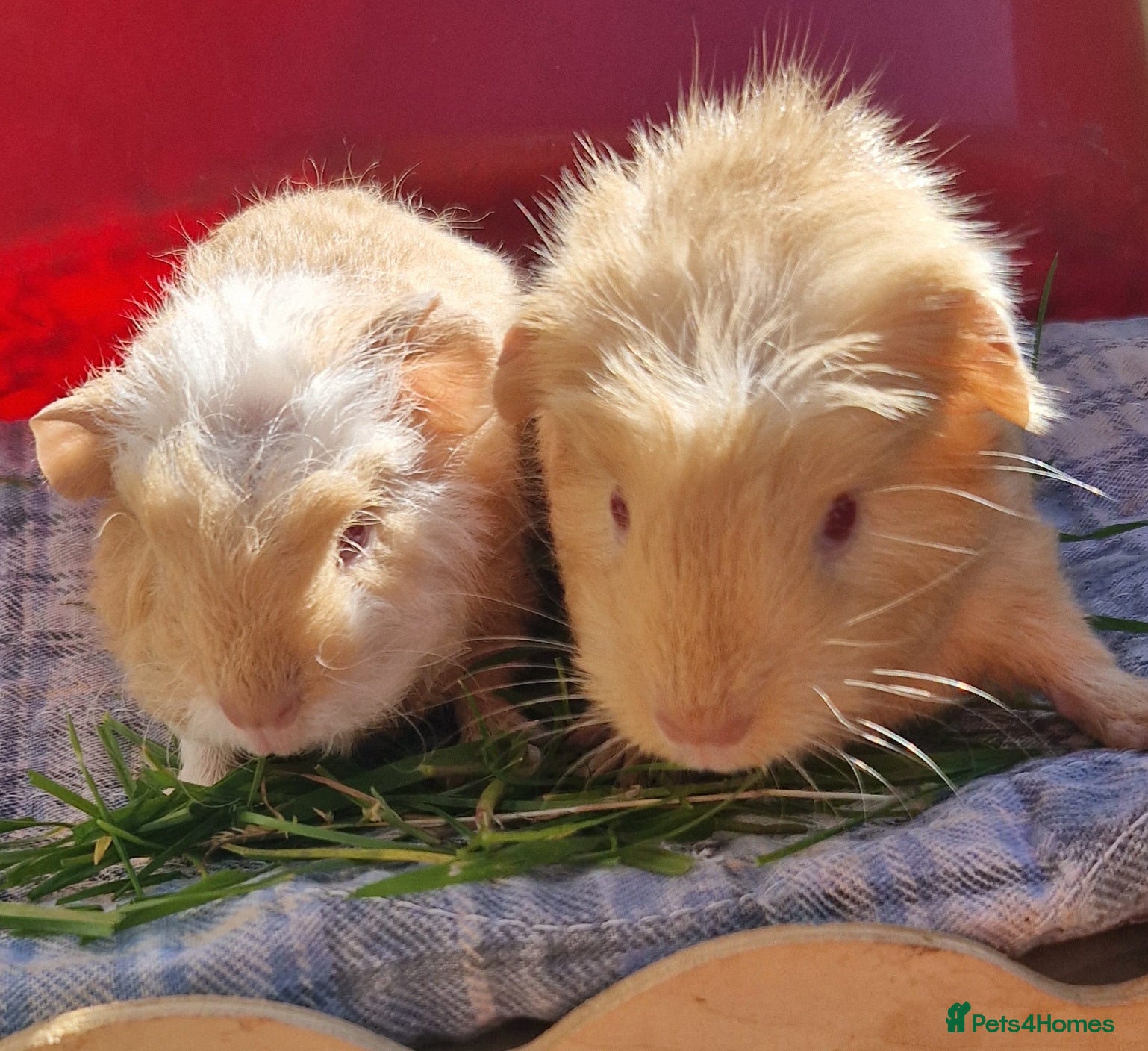 Guinea Pig rodents Two bond boys ready to go 30thjune 26 - Advert 1