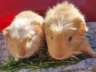 Guinea Pig rodents for sale: Been spoken for now - Advert 1