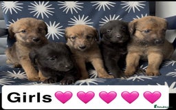 Mixed Breed dogs for sale: Bedlington whippet puppies - Image 1