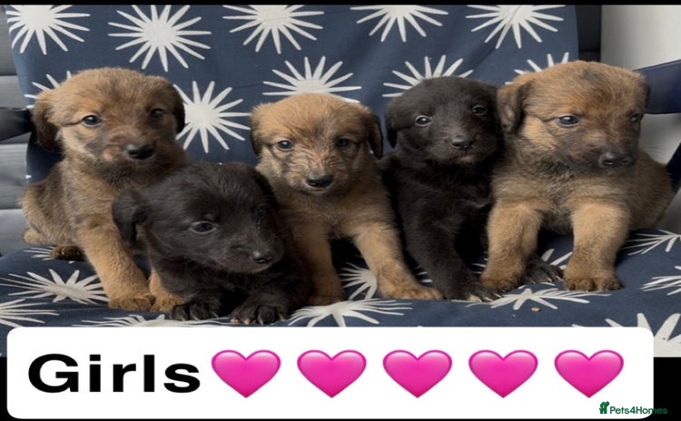 Mixed Breed dogs - Advert 1