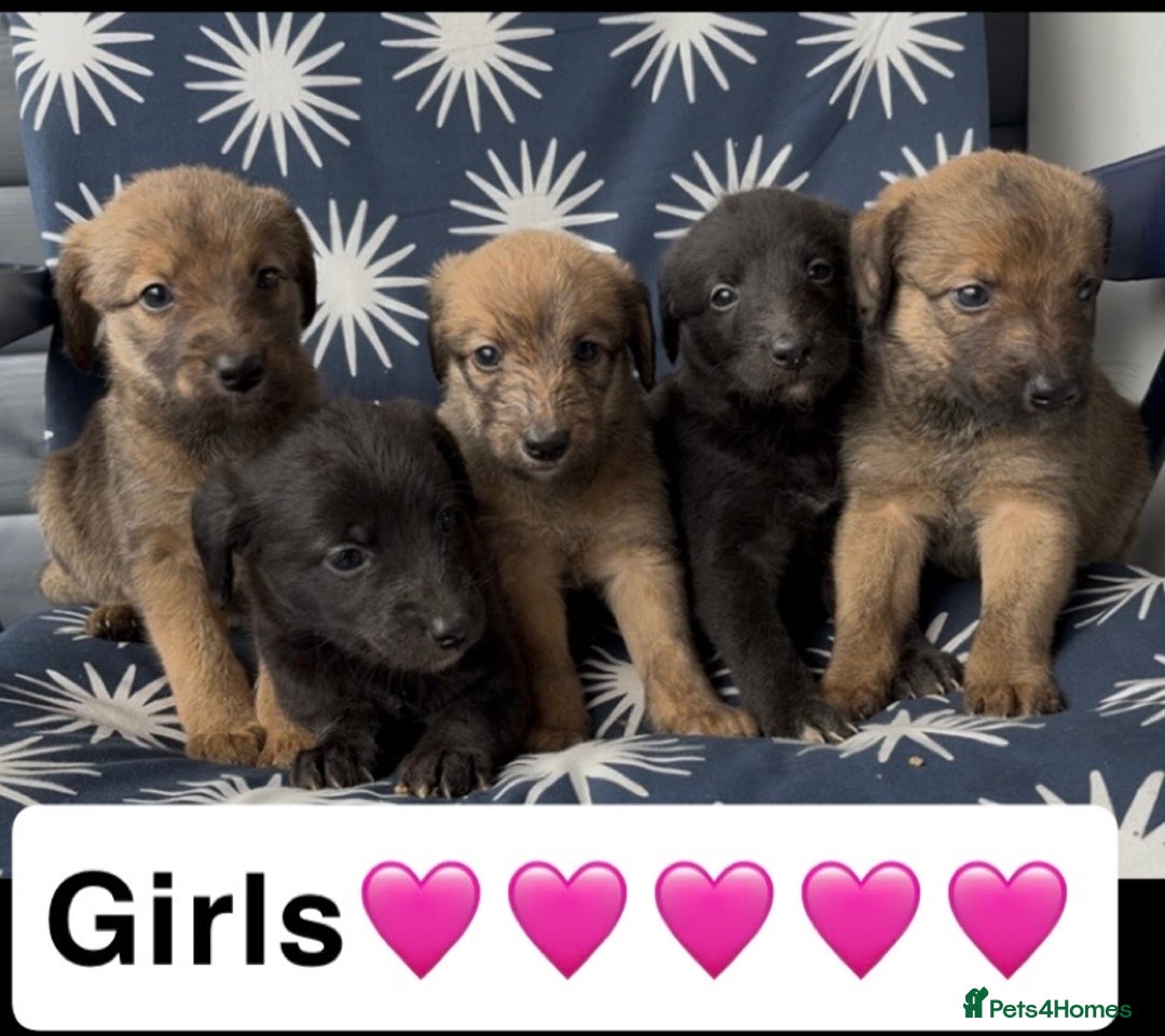 Mixed Breed dogs for sale: Bedlington whippet puppies - Image 1