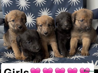 Mixed Breed dogs - Advert 1