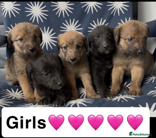 Mixed Breed dogs - Advert 1