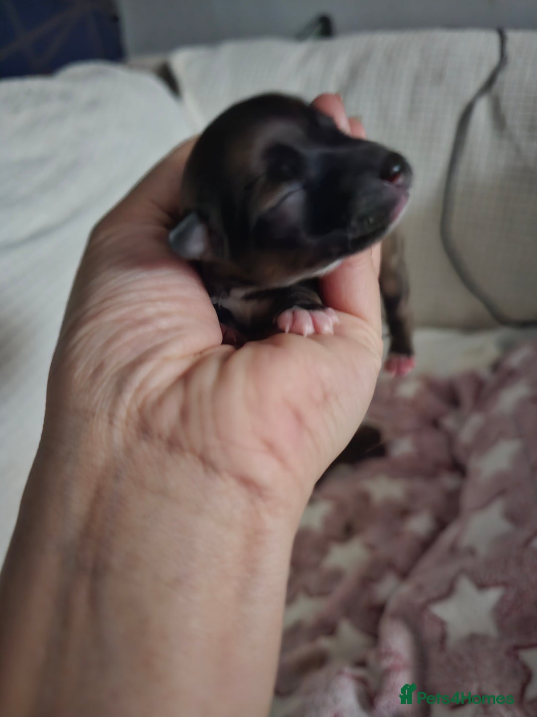 Jack Chi dogs for sale: Jack x chi pups - Advert 3